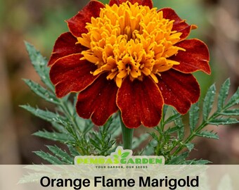 Orange Flame Marigold Seeds - Edible -Open-Pollinating -Draft Resistant - Cold Resistant -Dwarf -Plant in Spring/After frost