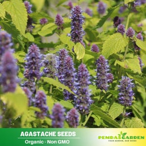 30 SEEDS~ Agastache Seeds, Foeniculum seeds ~Vegetable seeds~lower seed~no GMO~Vegetable Seeds~ Asian Gardens~Flowers~  ~Melothria