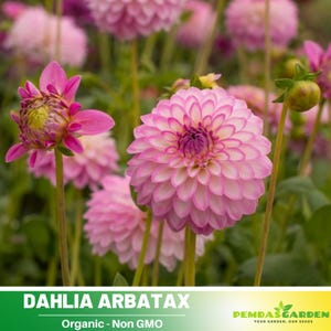 40+ Seeds|  Dahlia Arbatax Seeds- Pollinator Friendly- Open Pollinated - Heirloom  - Mix Seeds to Plant -  #D091