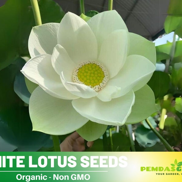 5 Rare Seeds| White Lotus Seeds  - Indian Lotus (Nelumbo nucifera) Seeds - Flower Seeds -  #Q047