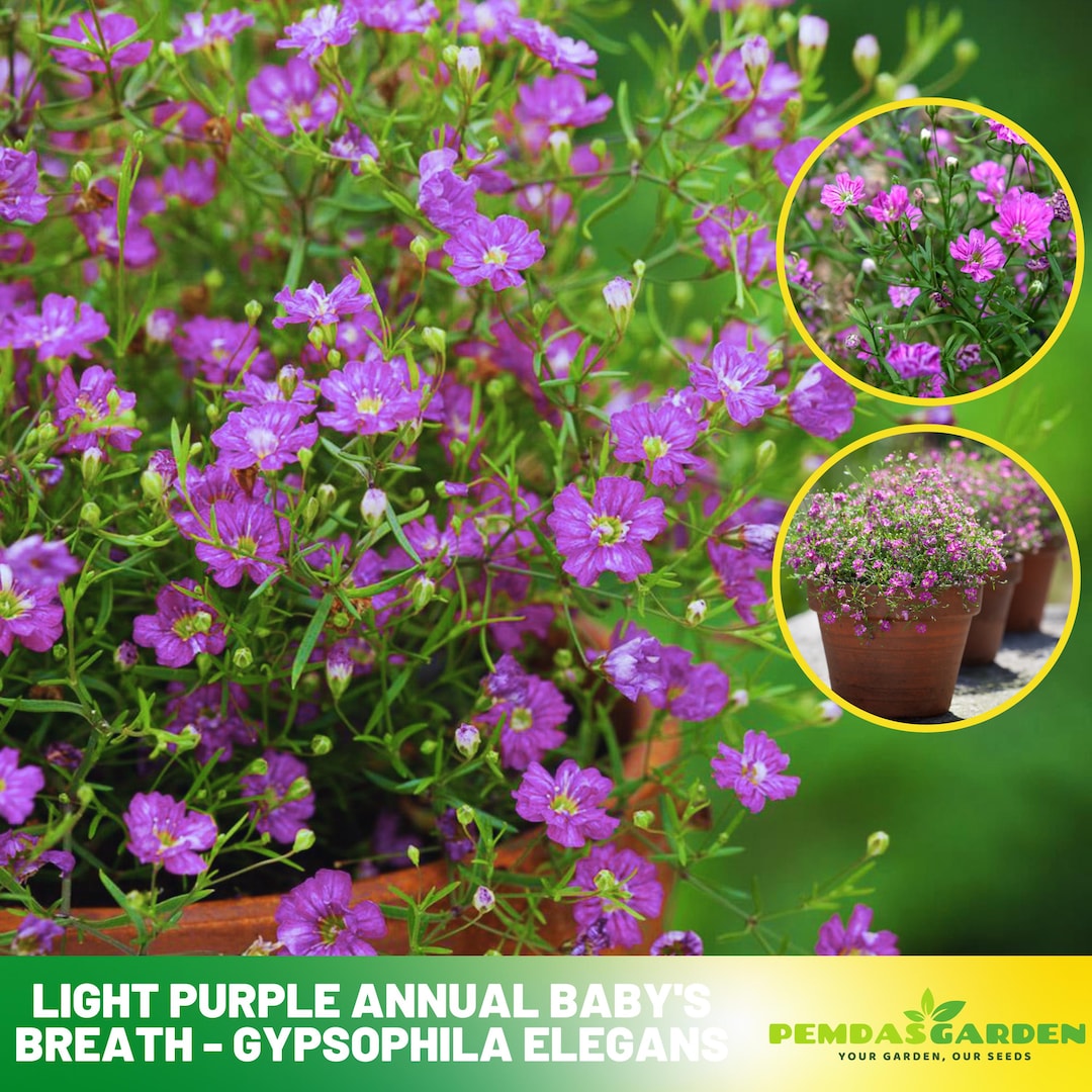 Light Purple Annual Baby's Breath Seeds Gypsophila Elegans Authentic ...