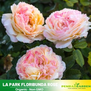 32+ Seeds|  La Park Floribunda Rose Seeds-Perennial -Authentic Seeds-Flowers -Organic. Non GMO -Mix Seeds for Plant-B3G #1198