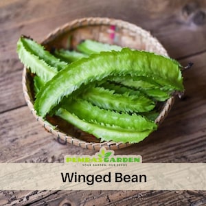 May include: A woven basket filled with fresh, green winged beans. The beans have a distinctive, ridged appearance and are arranged on a wooden surface. The image includes the text "Winged Bean" and a logo for Pemdas Garden.