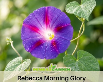 May include: A close-up of a vibrant purple Rebecca Morning Glory flower with pink and white accents. Water droplets glisten on the petals. Green heart-shaped leaves and vines surround the flower. The text "Rebecca Morning Glory" is at the bottom.