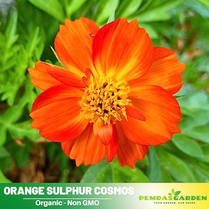 50+ Seeds|  Orange Sulphur Cosmos Seeds~ Authentic Seeds ~ GMO Free ~ Seeds~Flower seeds~ Vegetable seeds~ Asian Garden~ Flowers~ Herbs