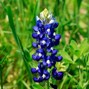May include: A close-up of a vibrant bluebonnet flower in full bloom. The flower has deep blue petals with white accents, arranged in a vertical cluster. The background is a blur of green grass and foliage.