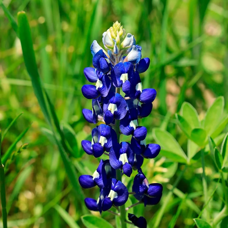 May include: A close-up of a vibrant bluebonnet flower in full bloom. The flower has deep blue petals with white accents, arranged in a vertical cluster. The background is a blur of green grass and foliage.