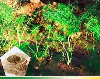 15 Seeds| Cumin - Cuminum cyminum Seeds- Cumin Plant - Easy to Grow Garden Spice-Authentic - Organic Seeds - Pollinator friendly - #6019