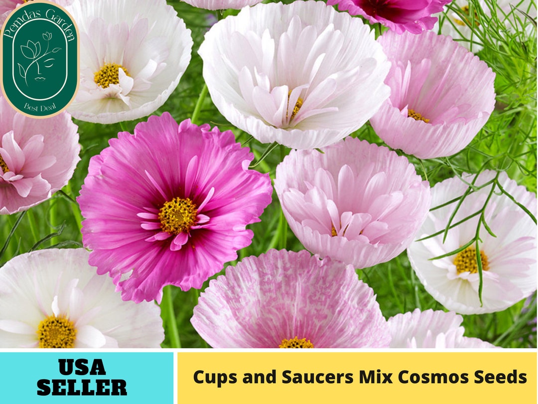 50 Seeds Cupcakes and Saucers Mix Cosmos Seeds Authentic Seeds GMO Free