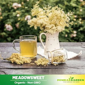 55 Seeds| Meadowsweet Perennial  Herb Seeds -  Authentic - Heirloom - Culinary &  Herb  - Pollinator friendly -  #6025