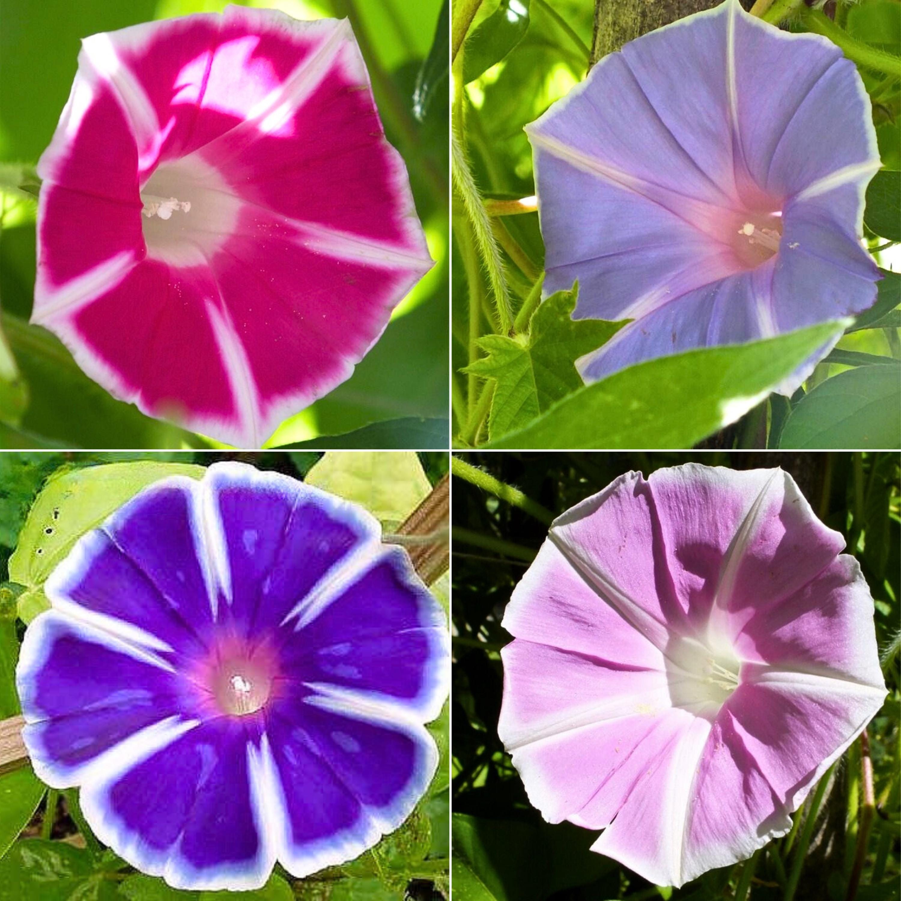 Mt Fuji Mix Japanese Morning Glory Seeds Multicolor Climbing Vine