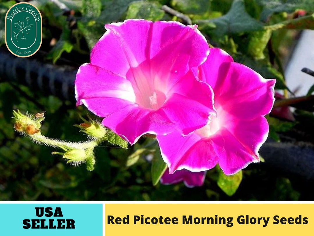 30 Seeds Red Picotee Morning Glory Seeds Authentic Seeds Etsy