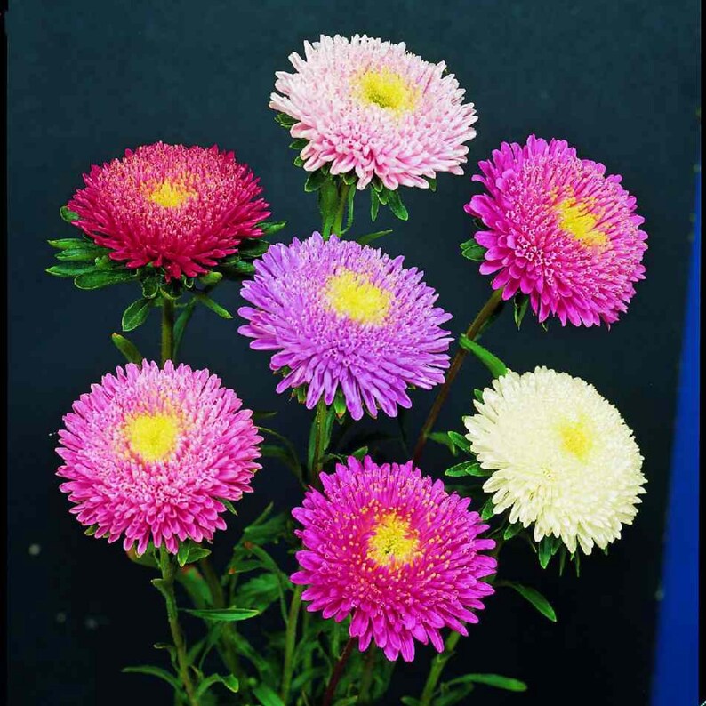 PemdasGarden Matsumoto Mix Aster Seeds - Thumbnail 2