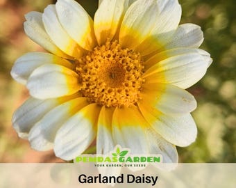 Garland Daisy Seeds -  - Authentic - Open-Pollinated - Organic - Heirloom - Flower Seeds - Mix Seeds to Plant