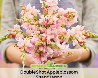 DoubleShot Appleblossom Snapdragon Seeds - Cold Resistant -Attracts pollinators - Open-Pollinating -Plant before the frost/after frost