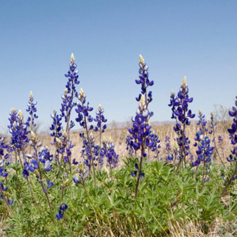 May include: A field of vibrant bluebonnet flowers under a clear blue sky. The tall, slender flower stalks are topped with clusters of deep blue blossoms, contrasted by green foliage and dry, golden grasses. The scene evokes a sense of natural beauty.
