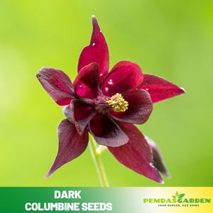 25+ Seeds| Dark Columbine Seeds - Cold Resistant - Potted - Deciduous - Attracts pollinators - Plant in Late Summer to Early Fall - #135
