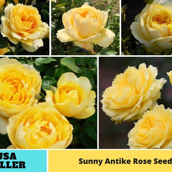32+ Seeds| Sunny Antike Rose Seeds-Perennial -Authentic Seeds-Flowers -Organic. Non GMO -Vegetable Seeds-Mix Seeds for Plant-B3G1 #1178