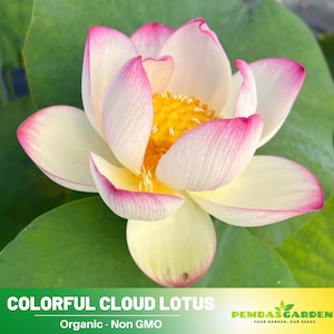 5 Rare Seeds| Colorful Cloud Lotus Seeds  - Indian Lotus (Nelumbo nucifera) Seeds - Flower Seeds -  #Q006