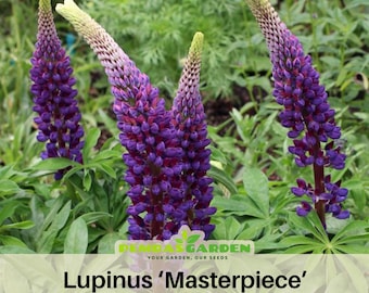 Masterpiece Lupine (Lupinus Masterpiece) Seeds- Lupine Seeds -  bluebonnet - Open-Pollinated - Organic - Heirloom - Flower Seeds
