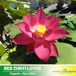 5  Rare Seeds| Zunyi Lotus Seeds  - Indian Lotus (Nelumbo nucifera) Seeds - Flower Seeds -  #Q057