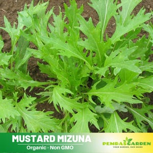 40 Seeds|  Mizuna Mustard  Seeds - kyouna- Japanese mustard greens - spider mustard - Vegetable seeds~ Asian Garden~  Herbs   #7005