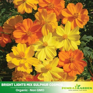 50+ Seeds| Bright Lights Mix Sulphur Cosmos Seeds ~ Authentic ~ GMO Free ~Flower seeds~ Vegetable seeds~ Asian Garden~ Flowers~ Herbs