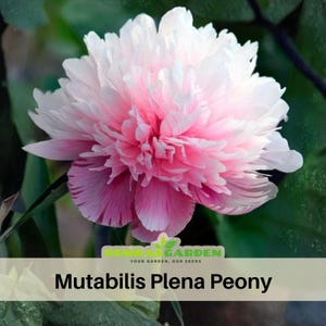 10+Seeds| |Mutabilis Plena Peony Perennial Seeds- Paeonia - Attract butterflies - Open-Pollinated - Organic - Heirloom -  #B039