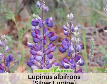 Lupinus albifrons (Silver Lupine) Seeds-Cottage Garden -  Heirloom - Native Wildflower - Pollinator Friendly - Perennial -Easy to Grow