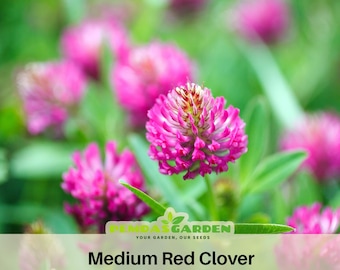 Medium Red Clover Seeds - Authentic - Open-Pollinated - Organic - Heirloom - Flower Seeds - Mix Seeds to Plant