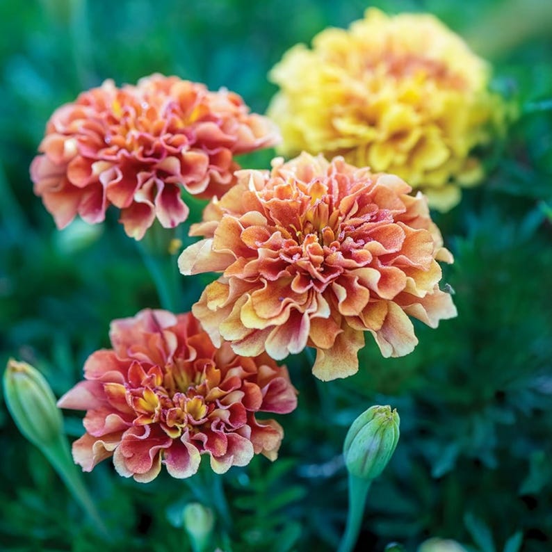 May include: Close-up of vibrant marigold flowers in shades of orange and yellow, with ruffled petals. The flowers are in full bloom, surrounded by green foliage and a few unopened buds. The image showcases the beauty of nature.
