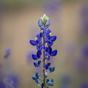 May include: A close-up of a bluebonnet flower, showcasing its vibrant blue petals with yellow accents. The flower is in full bloom, with a green bud at the top. The background is a soft, blurred mix of colors.