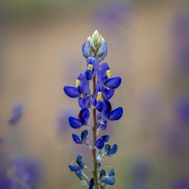 May include: A close-up of a bluebonnet flower, showcasing its vibrant blue petals with yellow accents. The flower is in full bloom, with a green bud at the top. The background is a soft, blurred mix of colors.