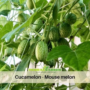 May include: Close-up of cucamelon vines with numerous small, oval-shaped fruits. The fruits are green with a mottled pattern, resembling miniature watermelons. The image also shows green leaves and the text "Cucamelon - Mouse melon".