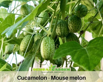 Cucamelon Seeds - Self-Pollinating - Open-Pollinating - Cold Resistant  - Potted  - Climbing - Planting after the last frost