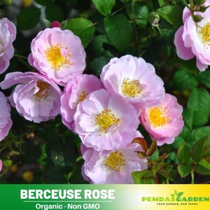 32+ Seeds| ベルスーズ - Berceuse Rose Seeds-Perennial -Authentic Seeds-Flowers -Organic. Non GMO -Vegetable Seeds-Mix Seeds for Plant-B3G #1186
