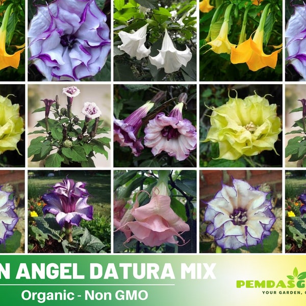 25+ Seeds-Moon Angel-Trumpet Datura Seeds -Mix Seeds-Perennial -Authentic Seeds-Flowers -Organic. Non GMO-Mix Seeds for Plant-B5G1