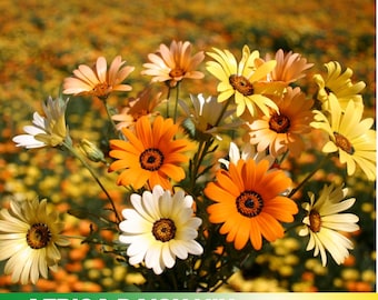 100 Seeds| Africa Daisy Mix Seeds-   - Authentic - Open-Pollinated - Organic - Heirloom - Flower Seeds - Mix Seeds to Plant -