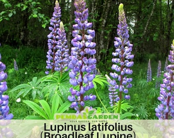 May include: A vibrant image of Lupinus latifolius, or Broadleaf Lupine, with tall purple flower spikes. The flowers are surrounded by green foliage and set against a backdrop of a forest. The image includes the text "PEMDAS GARDEN" and the plant's name.