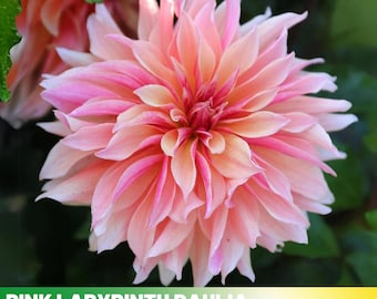 40+ Seeds|  Labyrinth Dahlia Seeds - Pollinator Friendly- Open Pollinated - Heirloom - Flower Seeds - Mix Seeds to Plant -  #D013