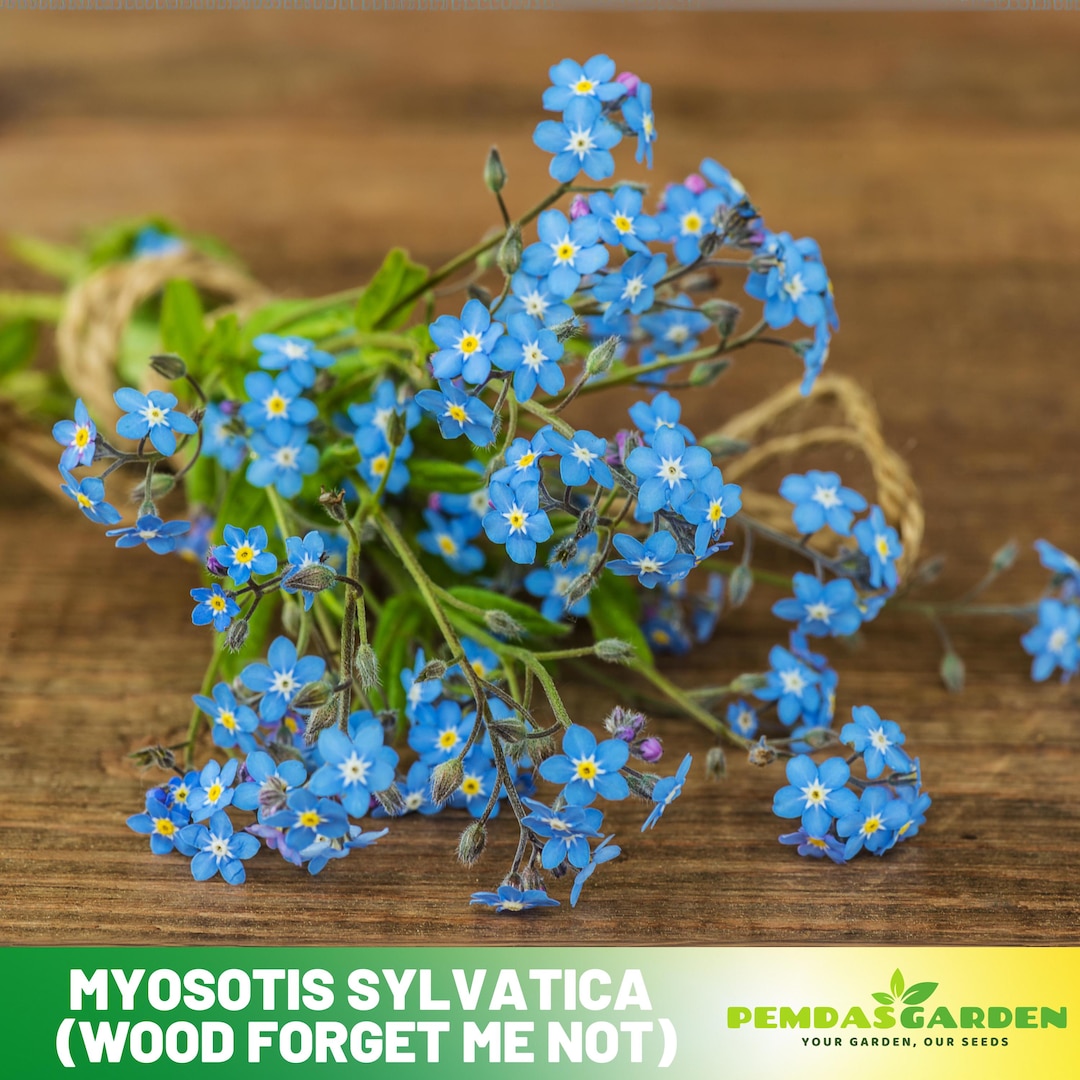 Forget Me Not Perennial Seeds (Myosotis sylvatica) – Vermont