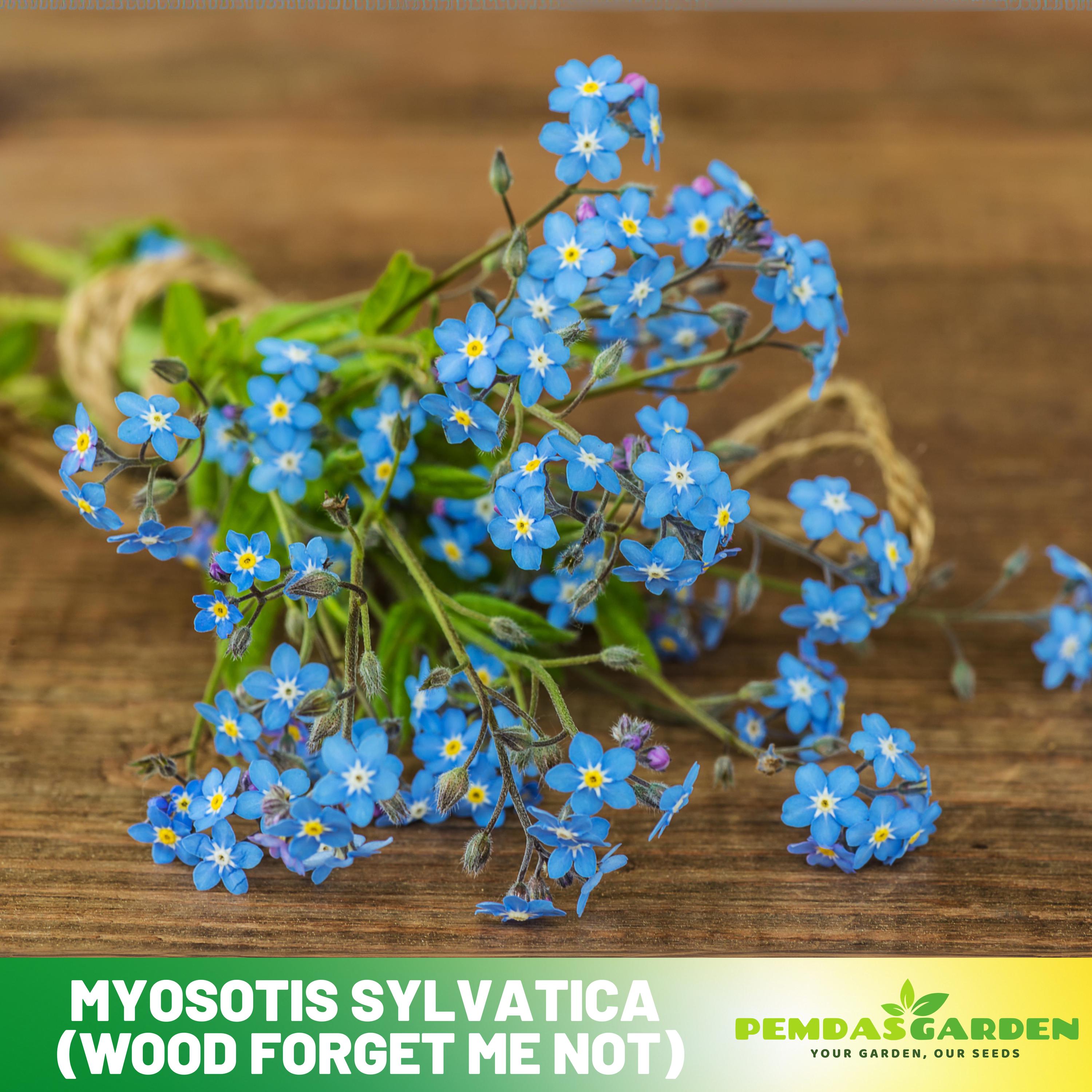 Myosotis Sylvatica (wood Forget-me-not) Seeds -30 Seeds - Open