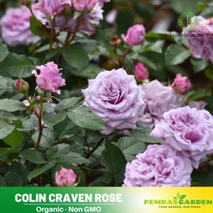 32+ Seeds| コリン クレイヴン - Colin Craven Rose Seeds-Perennial -Authentic Seeds-Flowers -Organic. Non GMO --Mix Seeds for Plant-B3G #1189