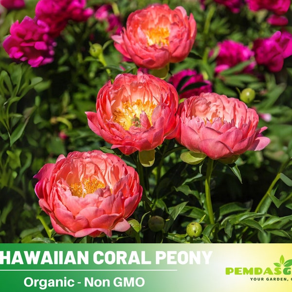 10+ Seeds| Pink Hawaiian Coral Peony Seeds - Authentic Seeds - Perennial~ GMO Free ~Flower seeds~ Vegetable ~ Asian Garden~ Herbs B5G1#B001