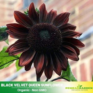 25+ Seeds|Black Velvet Queen Sunflowers Seeds - Helianthus annuus - Open-Pollinated - Organic - Heirloom - Mix Seeds to Plant -  E005