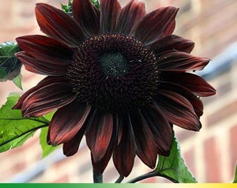25+ Seeds|Black Velvet Queen Sunflowers Seeds - Helianthus annuus - Open-Pollinated - Organic - Heirloom - Mix Seeds to Plant -  E005