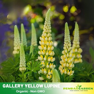 Gallery Yellow Lupine Seeds -  Cottage Garden -  Heirloom Flower - Native Wildflower - Pollinator Friendly - Perennial -Easy to Grow #8126