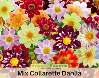 40+ Seeds|  Mix Collarette Dahlia Perennial Seeds - Pollinator Friendly- Open Pollinated - Heirloom - Mix Seeds to Plant -   #D047