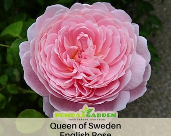 30+ Seeds| Queen of Sweden English Rose Seeds - Authentic Seeds - Perennial~ GMO Free ~Flower seeds~ ~ Asian Garden~ Herbs  #1039