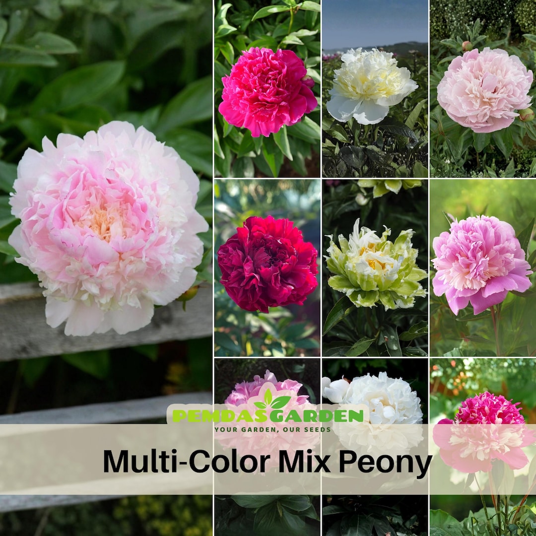 10+ Seeds| Multi-color MIX Peony Perennial Seeds- Paeonia - Attract ...